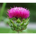 Natural Milk Thistle Extract 30% Silybin